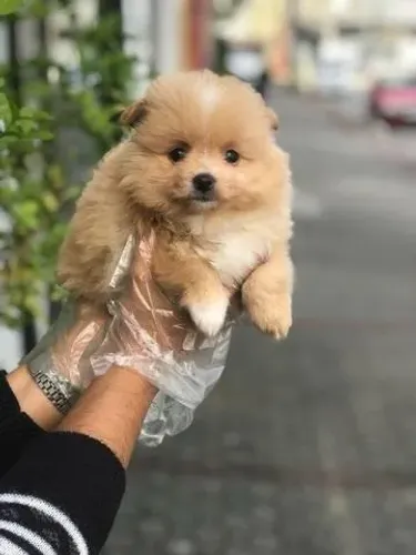 Spitz alemão fêmea com 50 dias com pedigree vacina e garantias em contrato 