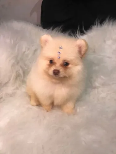 Lulu da pomerania 