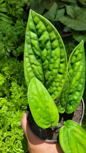 Monstera Peru, Planta Rara, Folhagens ornamentais