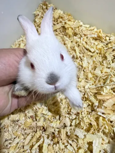 Filhotes de Coelhos