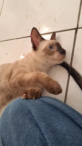 Gatos para adoção