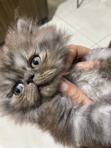 Filhote Gato Persa Macho