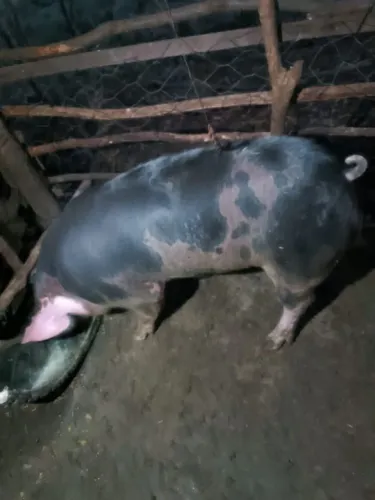 Vendo casal de porcos pietran (negociável)