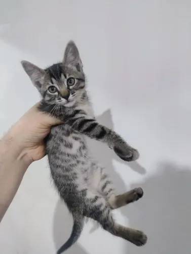 Gatinha para adoção.