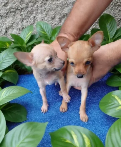 Lindos filhotes de Pinscher procurando um lar responsável