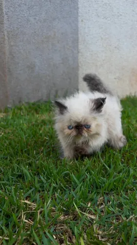 Gato 