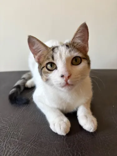 Doação de gato macho