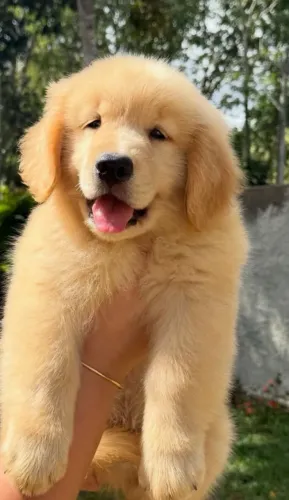 Golden retriever filhote lindos