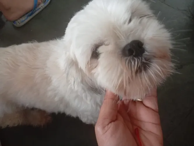 Shih tzu fêmea