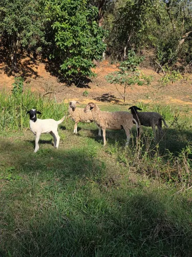Vendo Lote de Ovelhas (6 fêmeas) - Dorper e Santa Inês