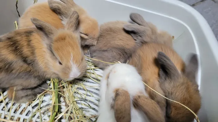 Mini coelho lop (raça fuzzy lop)