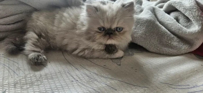 Filhotes de gato persa