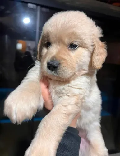 Golden Retriever filhote disponível