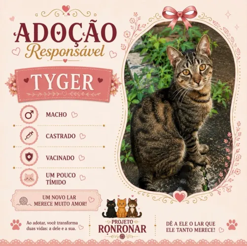 Gato macho para adoção 