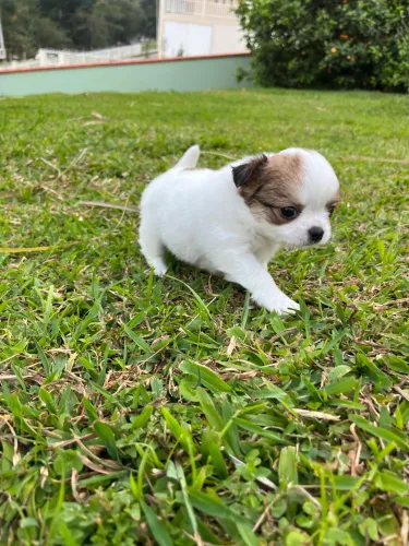 Chihuahua macho pelo longo disponível