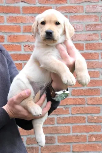 Filhotes De Labrador - Está Te Esperando !