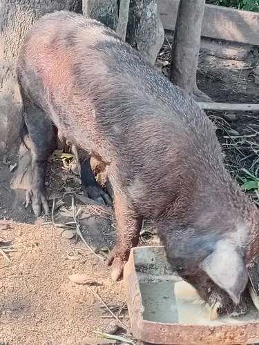Porco 