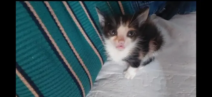 Doação de uma gatinha
