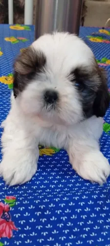 Lindo Filhote Macho de Shih Tzu Disponível! ?