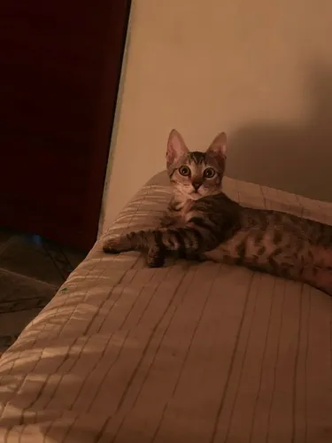 Gatinha 6 meses