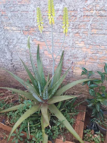 Babosa aloe vera