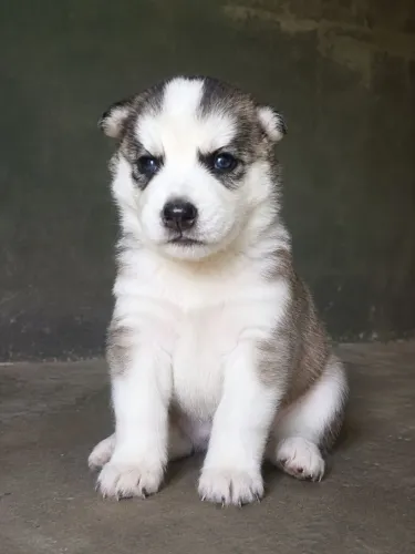 Vende-se Filhotes de Husky Siberianos 