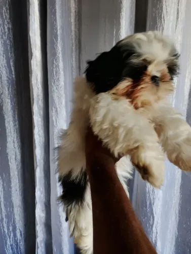 Cachorro shitsun 