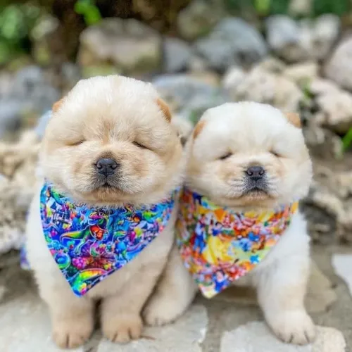Chow Chow Um dog que combina com carinho, cuidado e presença
