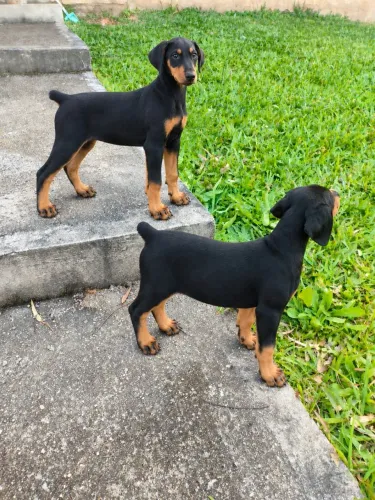 Lindos Filhotes de Doberman 