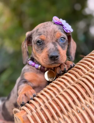 Dachshund Linguicinha Fêmea Arlequim 