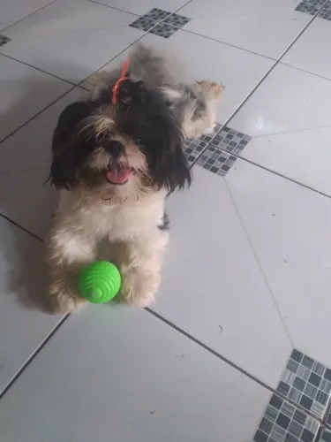 Procura se um namorado 