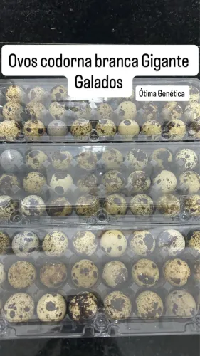 Ovos codorna Galados 