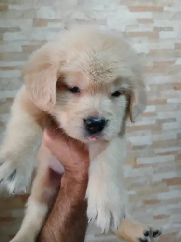 Filhote Golden Retriever, Seu Novo Melhor Amigo Está Esperando!