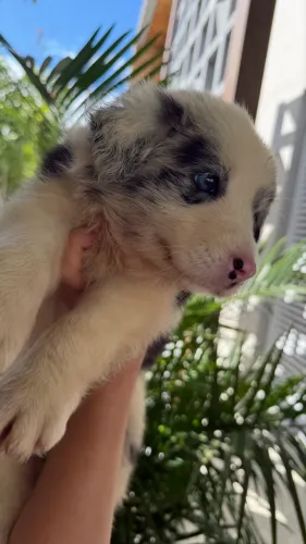 Border collie com pedigree CKBC