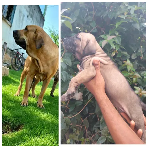 Lindos filhotes de fila brasileiro disponível