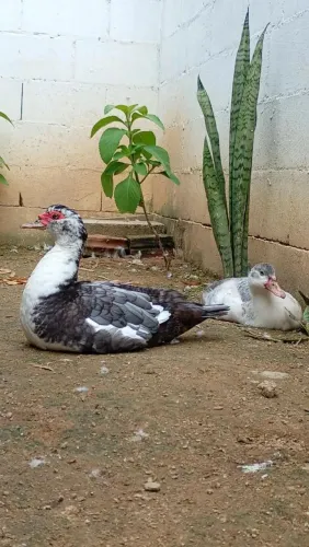 Patos 