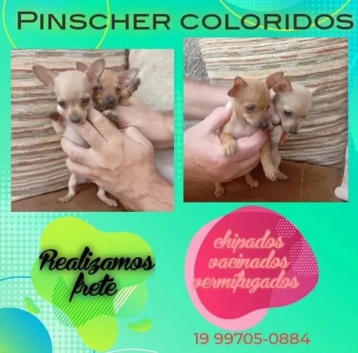 Pinscher mini filhote saudável e bem cuidado