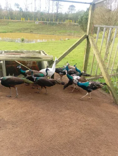 Galinha exótica ótimo para enfeitar sua fazenda