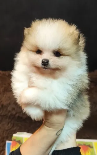 Último filhote MACHO de Spitz alemão anão (lulu da Pomerânia)
