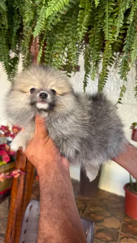 Lulu da Pomerânia fofo