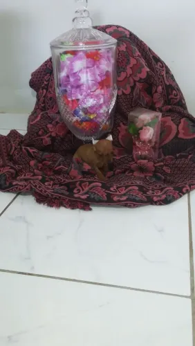 Pinscher