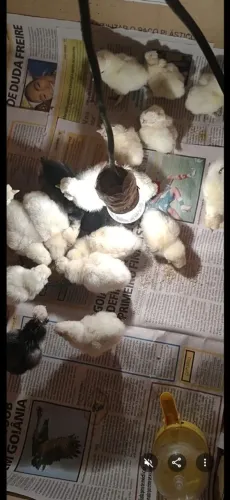 Pintinho da raça sedosa do Japão e filhotes de marreco de pompom 