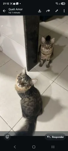 Gato