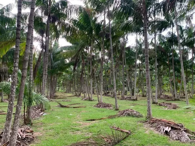 10 hectares com 7.500 pés de açaí em produção há 33 km de Castanhal R$ 350 mil