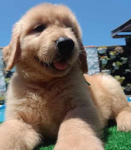 Bebês Golden Retriever disponível