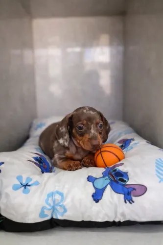 Filhotes de Dachshund 