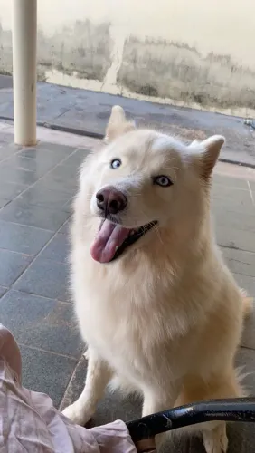 Husky siberiano