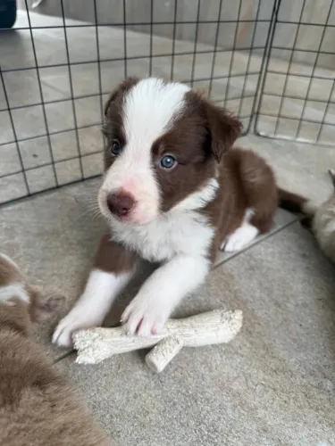 Filhote de Border collie 