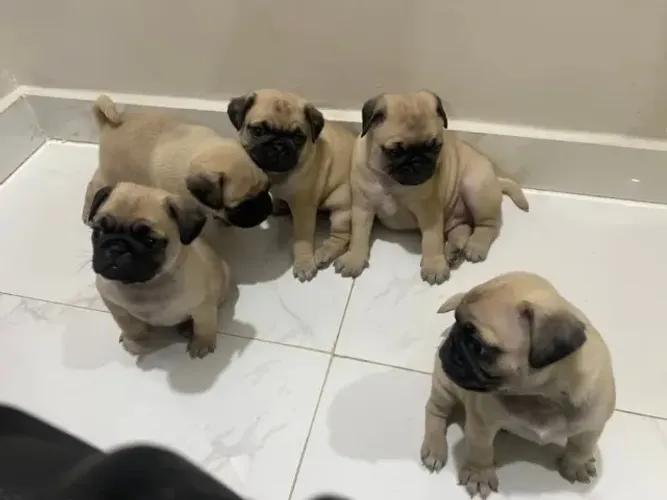 Pug,Pug Filhote Saudável Excelente Companhia