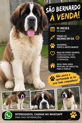 Vende cachorro São Bernardo